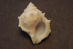 Bufonaria rana