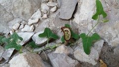 Aristolochia coryi