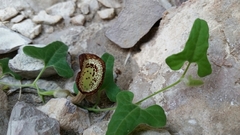 Aristolochia coryi