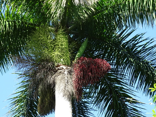 Roystonea regia