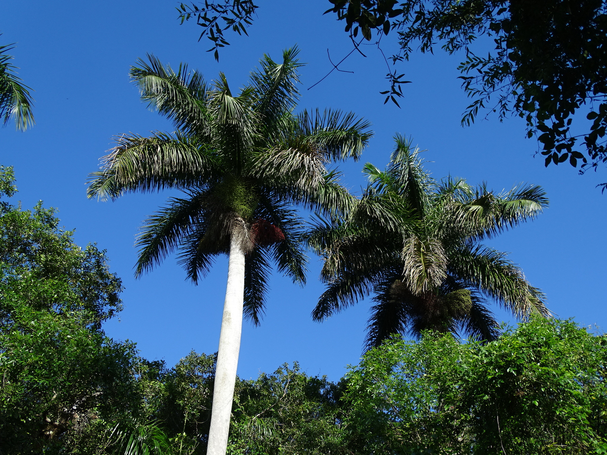 Royal Palm (Roystonea regia) · iNaturalist