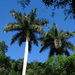 Royal Palm - Photo (c) Bruce Holst, some rights reserved (CC BY-NC), uploaded by Bruce Holst