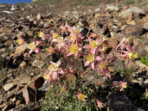 western columbine (Aquilegia formosa)