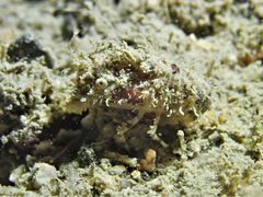 Gibbularctus gibberosus