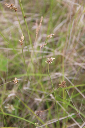 Carex arenicola iNat (2)