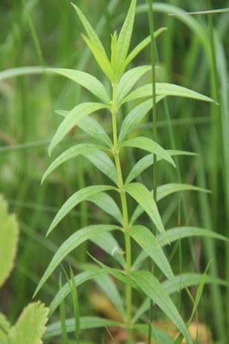 Rubia jesoensis iNat (3)