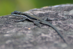 Tropidurus semitaeniatus