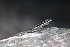 Tropidurus semitaeniatus