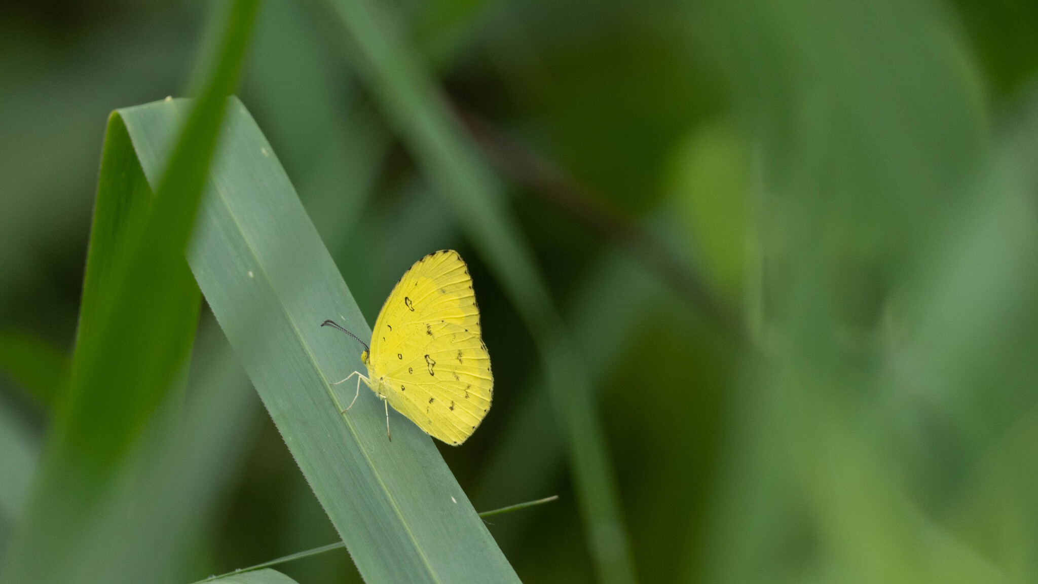Common Grass Yellow