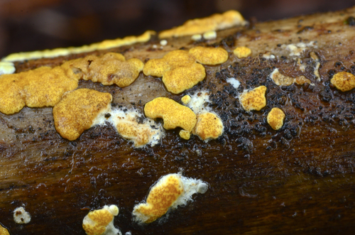 Trichoderma sp.