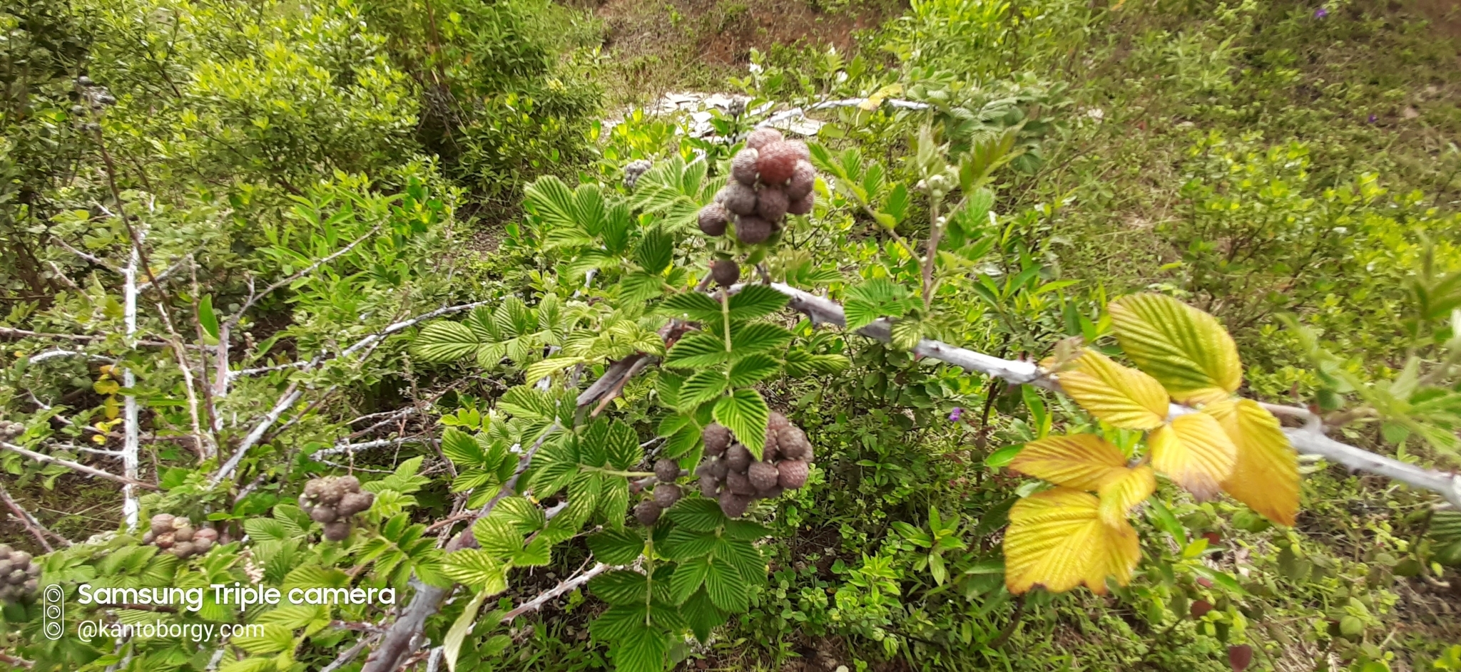 Rubus niveus image