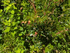 Rosa nitida, photograph (c) Kalvin Chan, some rights reserved (CC BY)
