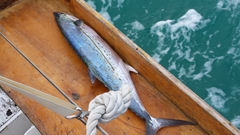 Scomberomorus regalis