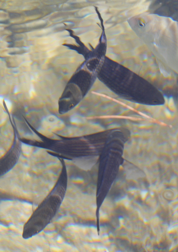 Chromis chromis