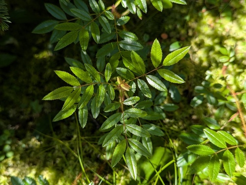 Shining Rose (Rosa nitida)