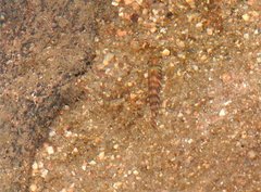 Liniparhomaloptera disparis