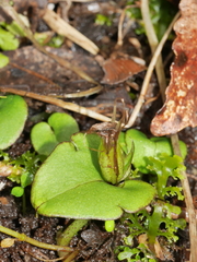 Corybas dienemus