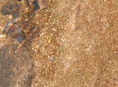 Liniparhomaloptera disparis