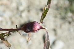 Gnorimoschema jocelynae