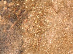 Liniparhomaloptera disparis