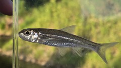Silver Chub photo 4