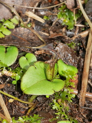 Corybas dienemus