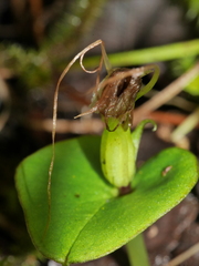 Corybas dienemus