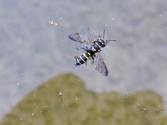 Cerceris acanthophila