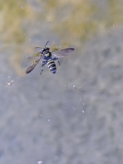 Cerceris acanthophila