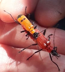 Chauliognathus militaris