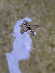 Cerceris acanthophila