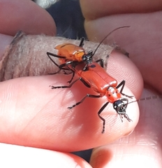 Chauliognathus militaris