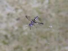 Cerceris acanthophila