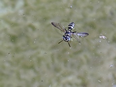 Cerceris acanthophila