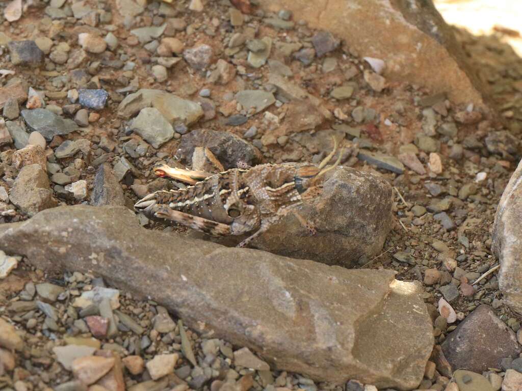 Hoplolopha karasensis