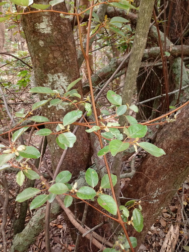 Elaeagnus rotundata iNat (3)