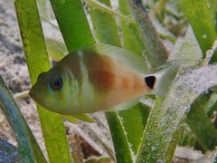 Hypoplectrus