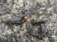 Eidmannella pallida