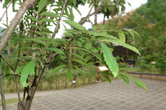 Meliosma rhoifolia