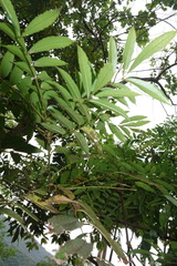 Meliosma rhoifolia