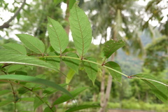 Meliosma rhoifolia