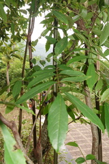 Meliosma rhoifolia