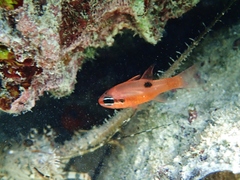 Apogon maculatus