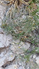 Porophyllum scoparium