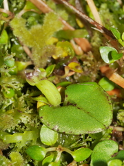 Corybas rivularis