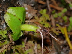 Corybas rivularis