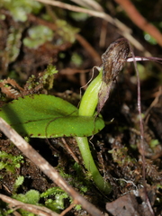 Corybas rivularis