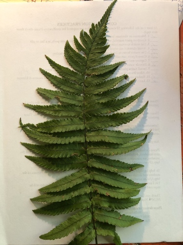 Dryopteris namegatae iNat (3)