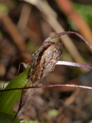 Corybas rivularis