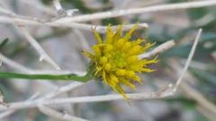 Porophyllum scoparium